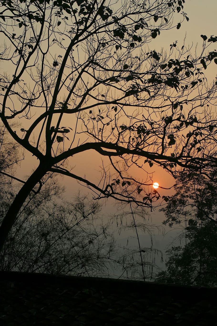 sunset, tree, nature, twilight, evening sun, landscape, branch HD wallpaper