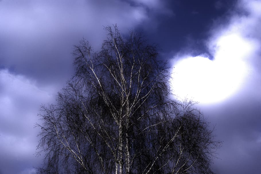 sky, clouds, blue, tree, job, the evening sky, cloudy sky, light HD wallpaper