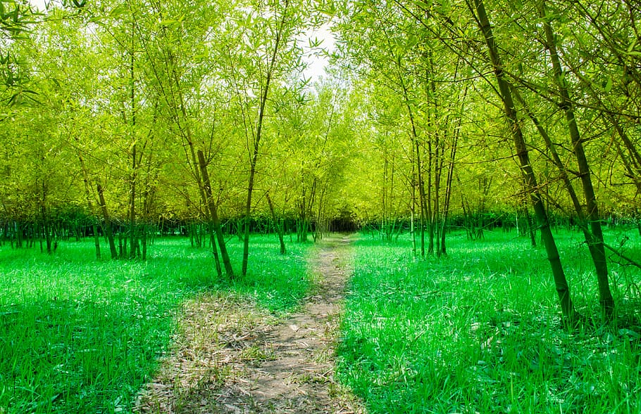 bamboo, garden, road, green, trees, plant, green color, tranquility, HD wallpaper