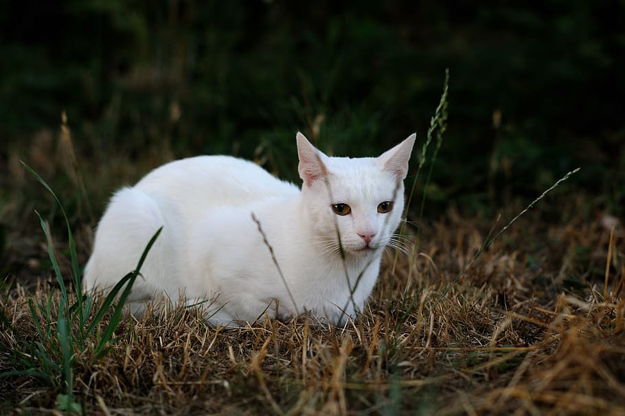 short-haired white at, solid white cat, pet animals, sorry about that HD wallpaper