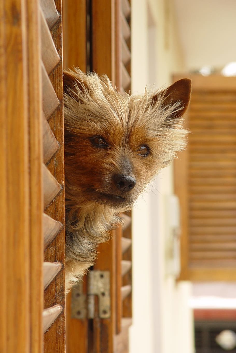 dog, curiosity, looking, domestic, one animal, domestic animals HD wallpaper