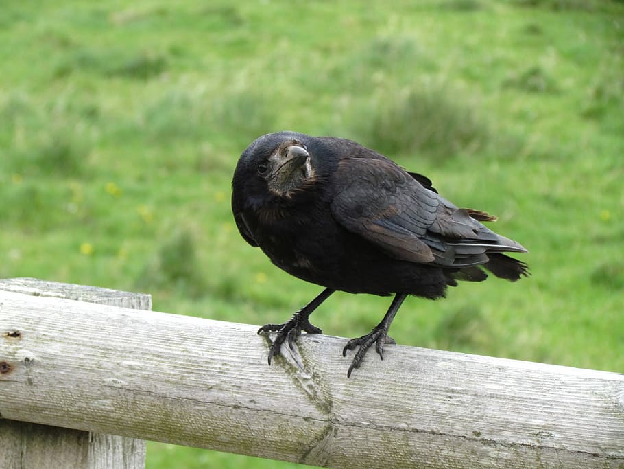 Bird, Look, Question, Perch, looking, wild, wildlife, animal HD wallpaper