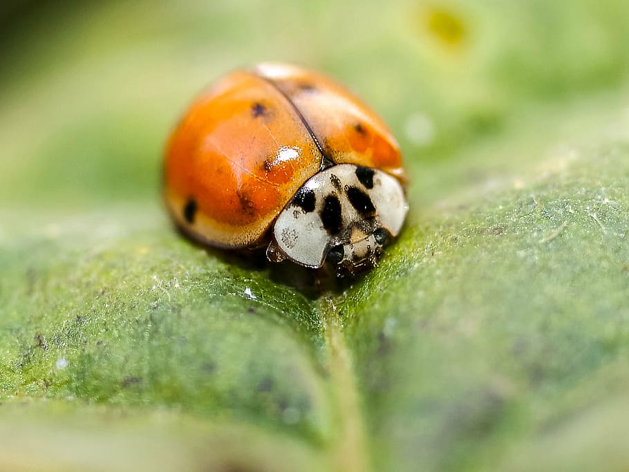 ladybug, beetle, insect, nature, animal, invertebrate, animal themes HD wallpaper