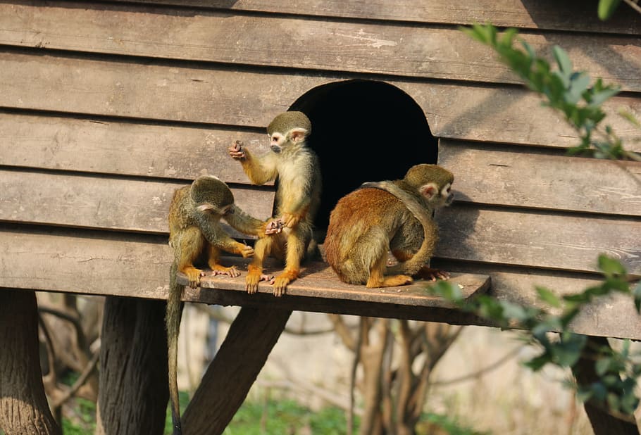 monkey, animal, zoo, mammal, primate, wildlife, macaque, nature HD wallpaper