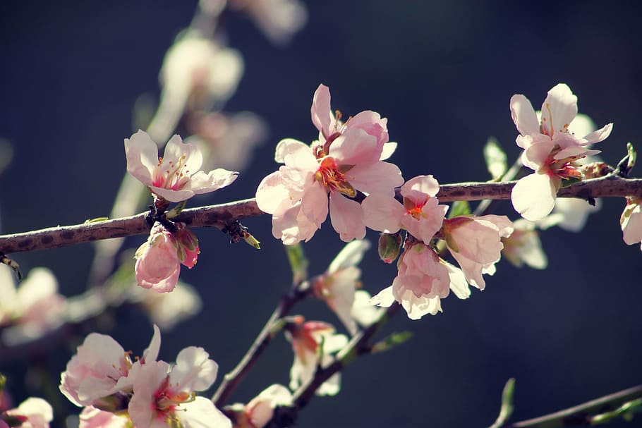 spring, bloom, branch, garden, flowers, nature, pink, romantic HD wallpaper