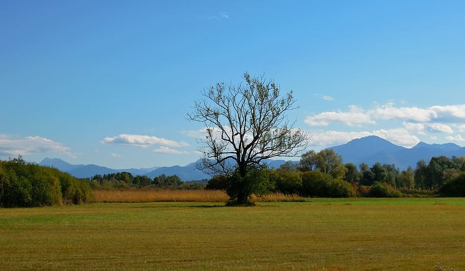 landscape, chiemsee, upper bavaria, tree, mountains, meadow HD wallpaper
