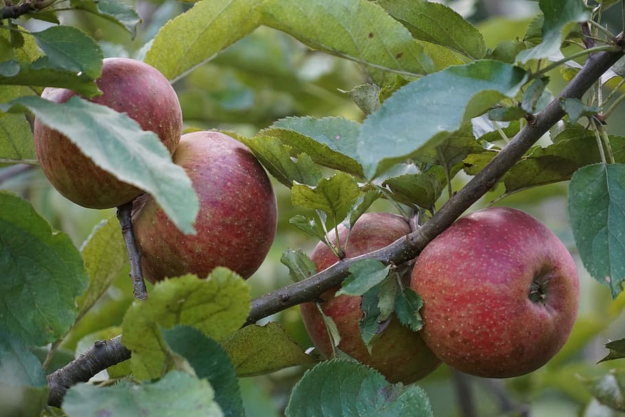 Nature, Fruit, Apple Tree, red apple, food and drink, freshness HD wallpaper