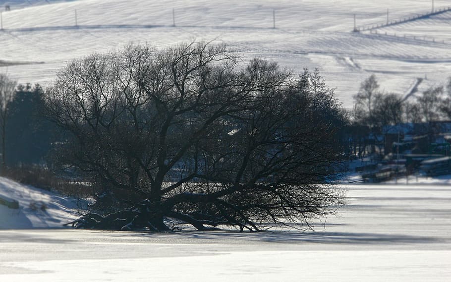 Winter, Tree, Oak, Snow, Lake, Frozen, kahl, aesthetic, sun, HD wallpaper