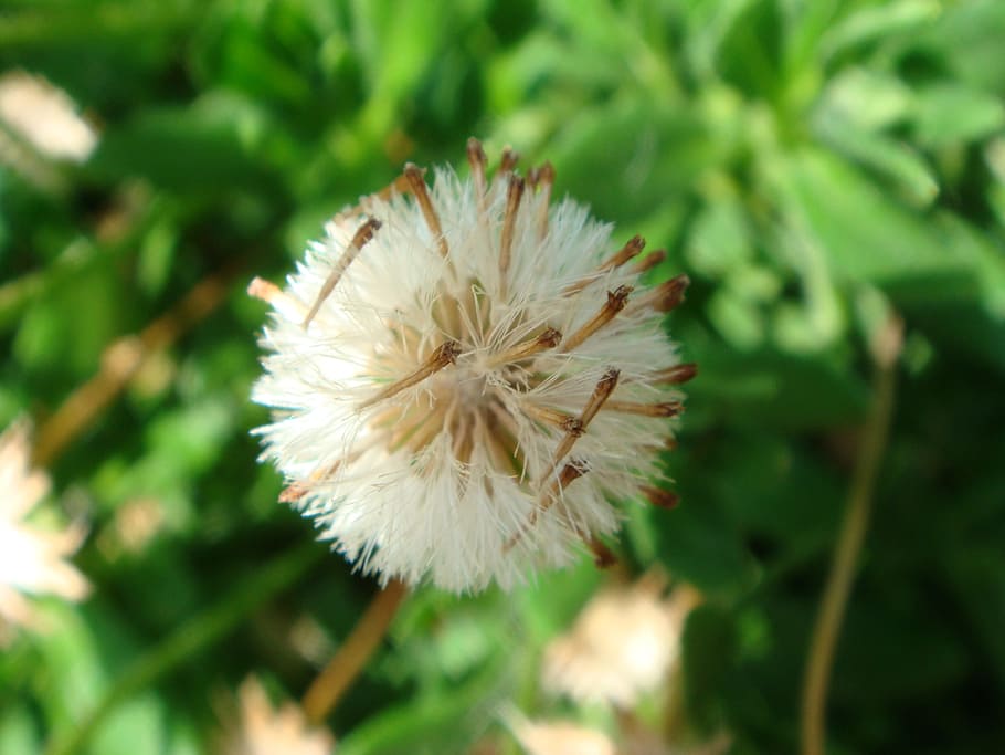 seed, dandelion, macro, flower, plant, freshness, flowering plant HD wallpaper