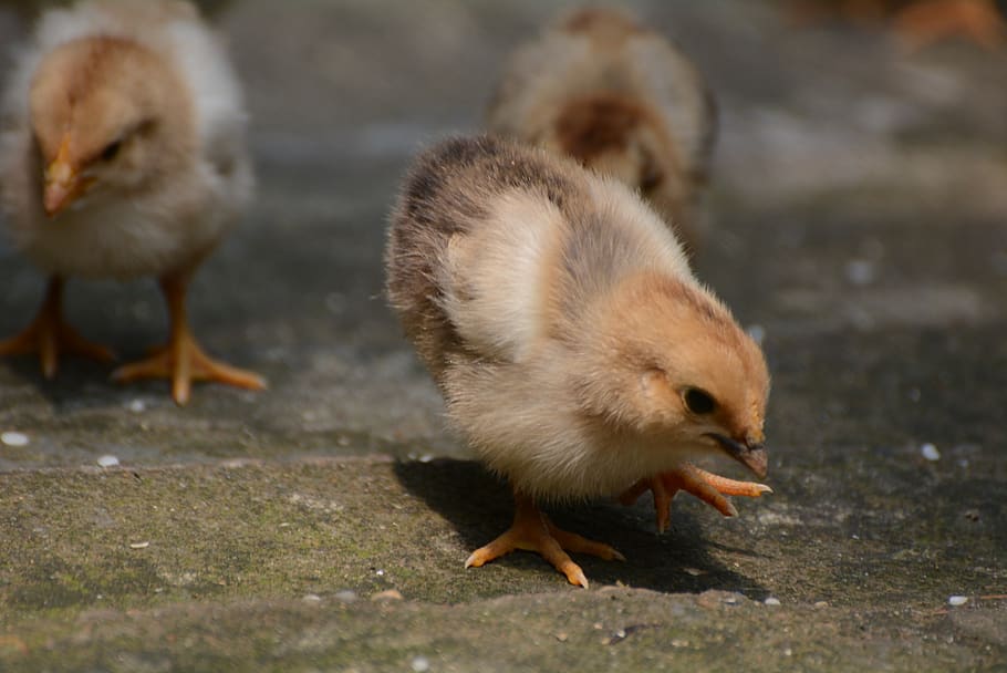 bird, poultry, dames, feather, animal, animal themes, young bird HD wallpaper