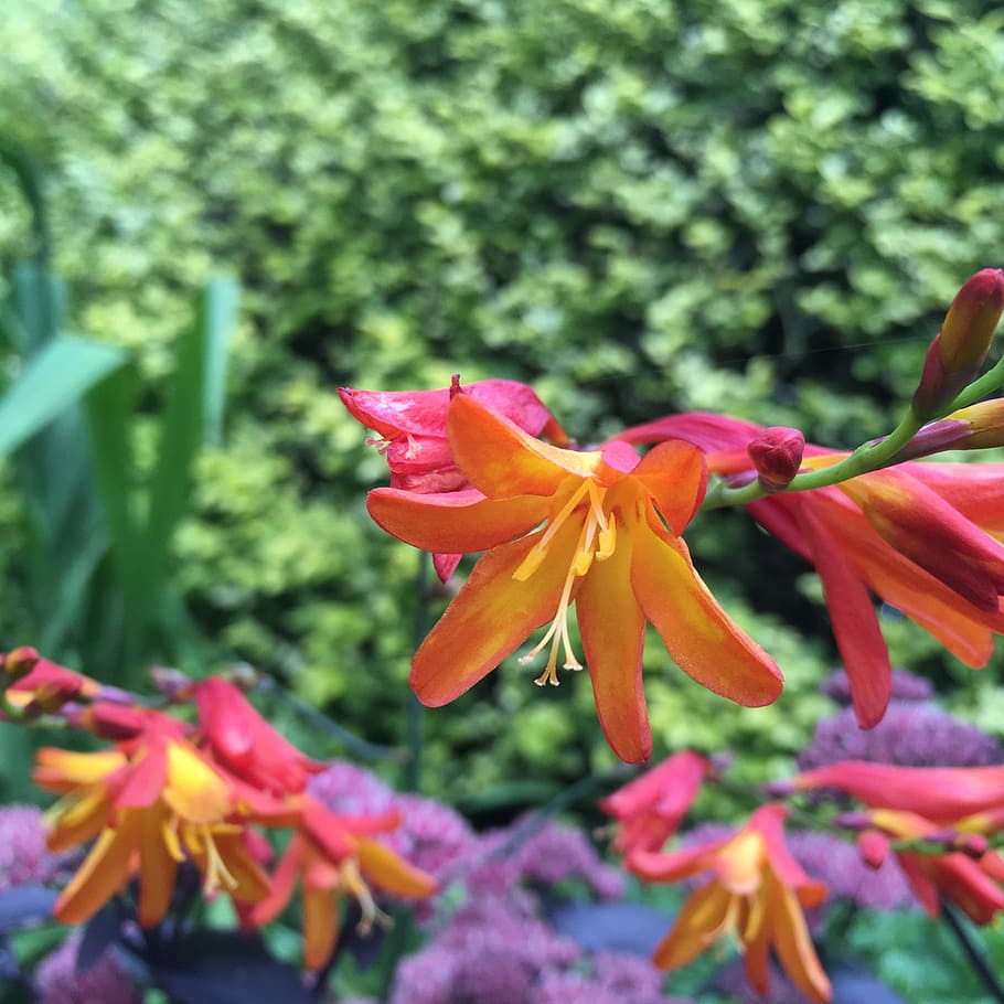 red, yellow, flower, orange, colorful, bright, nature, summer HD wallpaper