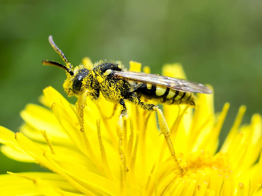wild bee, insect, nature, animal, macro, close-up, yellow, flower HD wallpaper