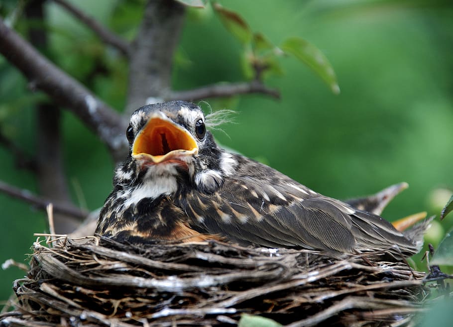 focus photography of fledgling robin bird on nest, spring, baby