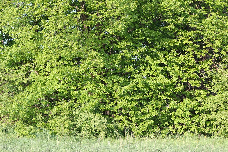 green leaves, beech, forest, plant, nature, land, green color HD wallpaper