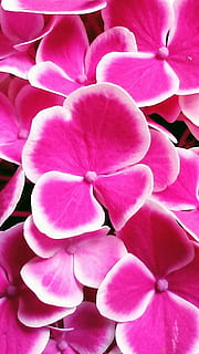 hydrangea, flower, fuchsia, pink color, flowering plant, beauty in nature HD wallpaper
