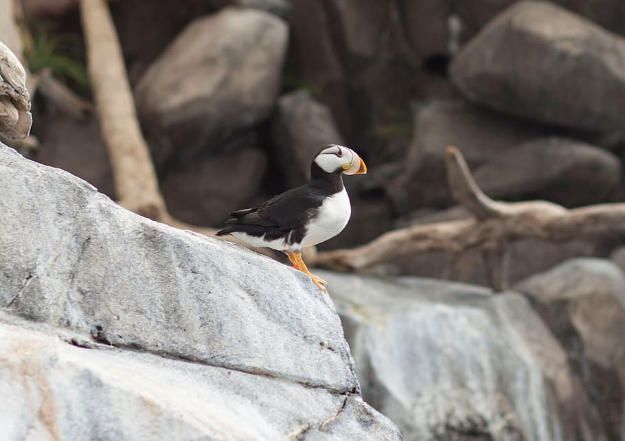 puffin, alaska, bird, animal themes, vertebrate, animal wildlife HD wallpaper