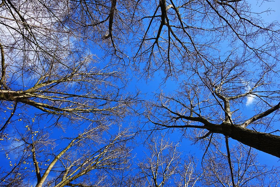 worm's-view photo of withered trees, tree top, trunk, branch HD wallpaper