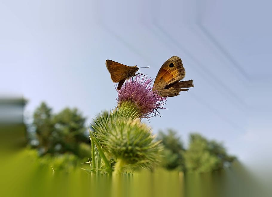 Butterfly, Thistle, Insect, summer, one animal, selective focus HD wallpaper