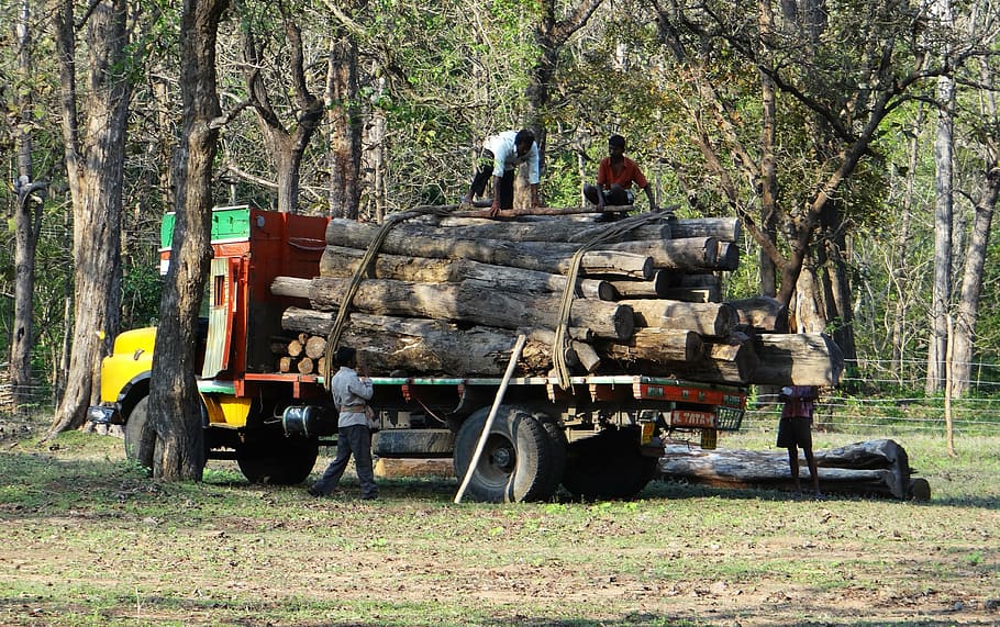 timber, lorry, truck, transport, logs, depot, forest, wood, HD wallpaper