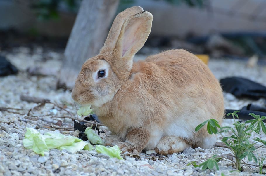 rabbit, brown, animal, rabbit - Animal, cute, pets, small, mammal HD wallpaper