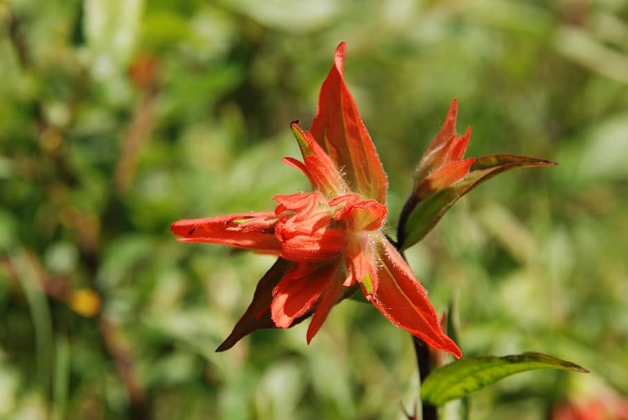 Close up Indian Paintbrush Macro Flower Art Macro Nature 