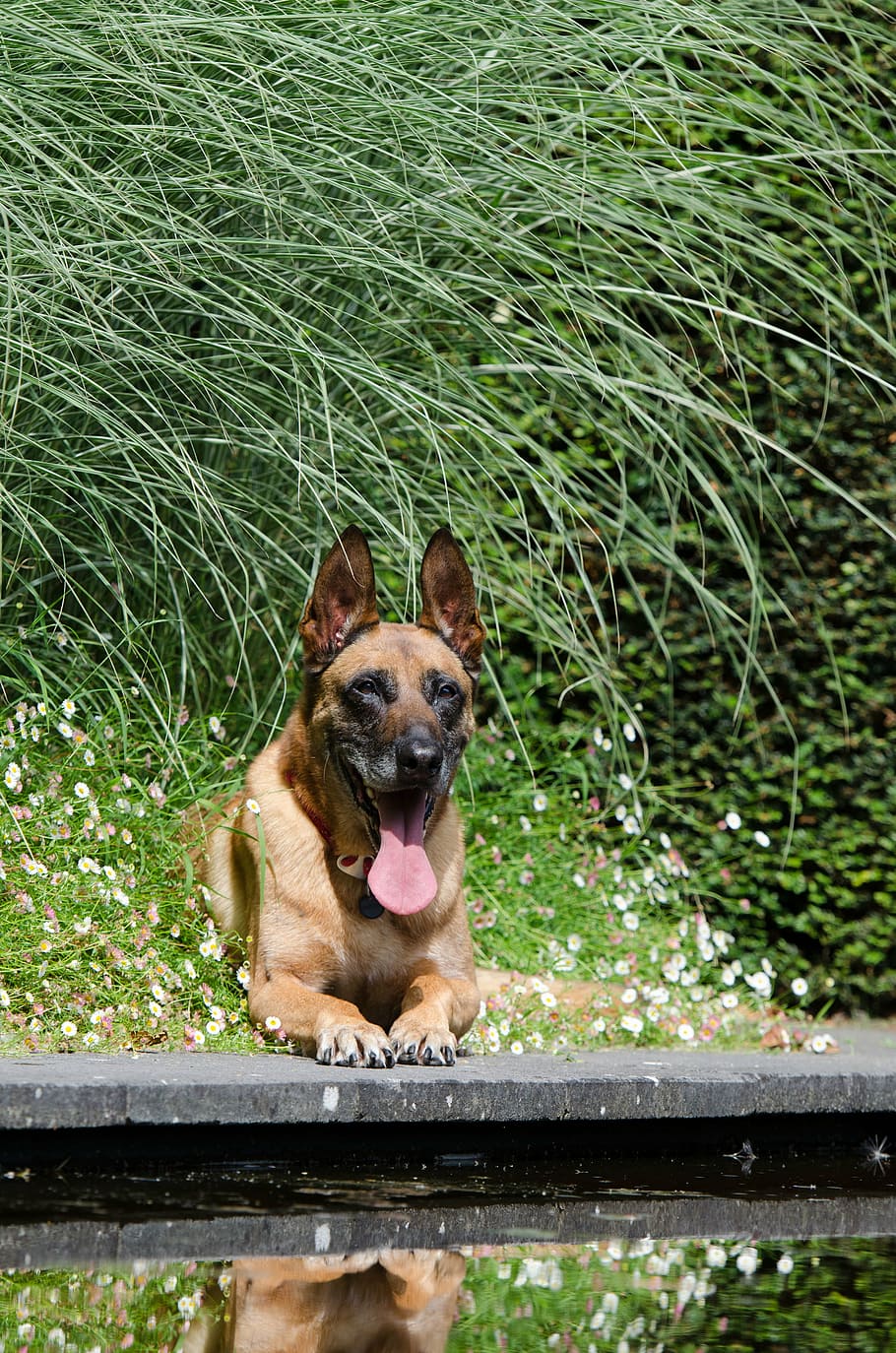 malinois, water garden, summer, belgian shepherd dog, schäfer dog, HD wallpaper