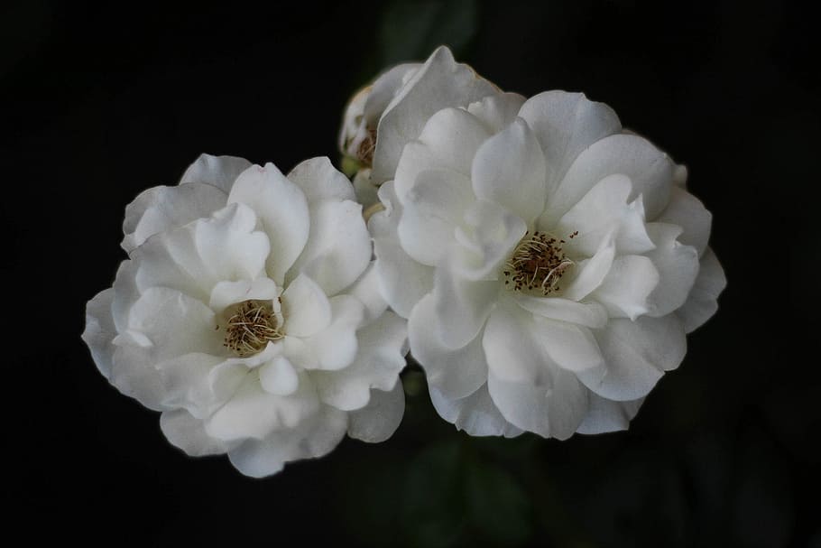 two white petaled flowers, black, bloom, blossom, flowering plant HD wallpaper