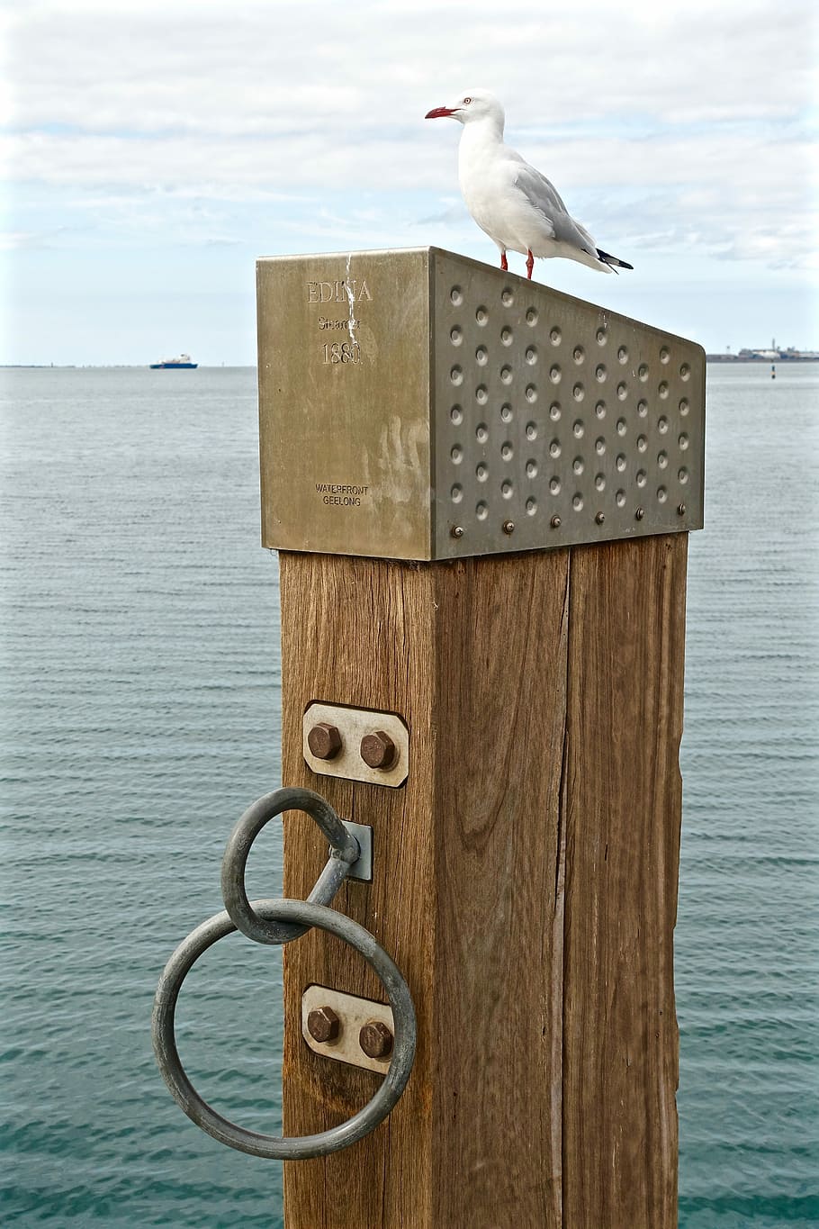 Seaside, Tie, Ring, Boat, Seagull, port, wooden, bird, animal themes HD wallpaper