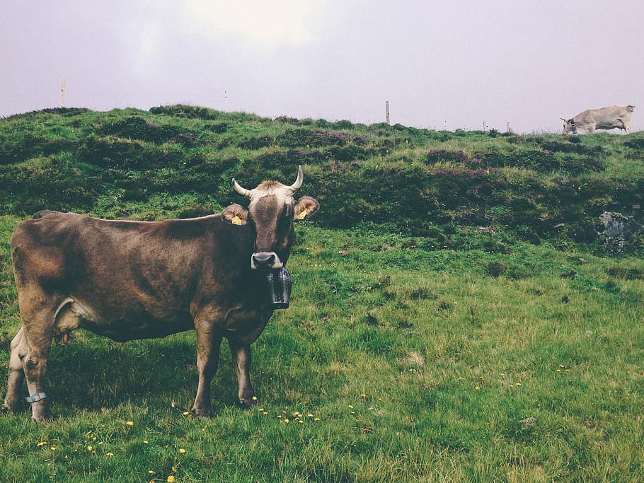 Cow, Heifer, Cowbell, Pasture, Animal, cattle, livestock, farming, HD wallpaper