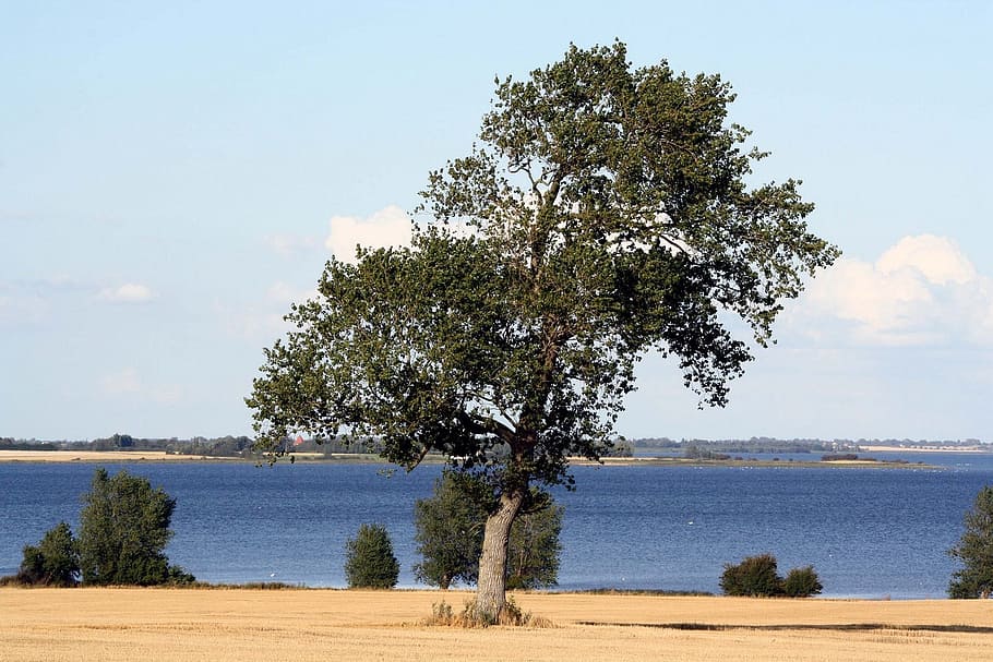 tree, mystical, haunting, lolland, kragenäs, south funen archipelago, HD wallpaper