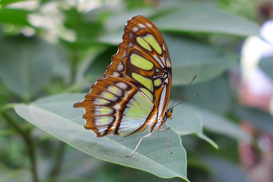 butterfly, insect, close, invertebrate, animal wildlife, animal wing HD wallpaper
