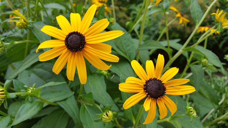 flower, yellow, nature, spring, plant, summer, floral, blossom HD wallpaper
