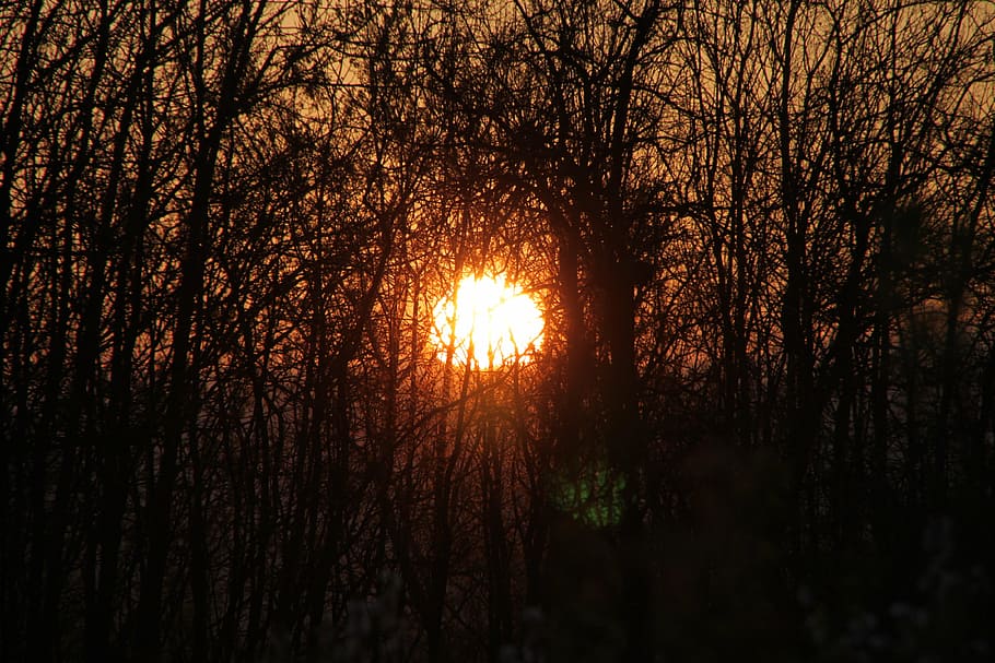 branches, evening, sun, sunset, through, trees, nature, plant HD wallpaper