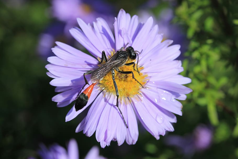 new insect, flower, flowering plant, petal, animal, invertebrate HD wallpaper