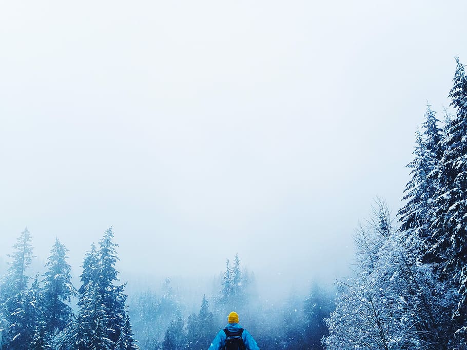 man in blue and black jacket near Pinus tree, winter, snow, nature HD wallpaper