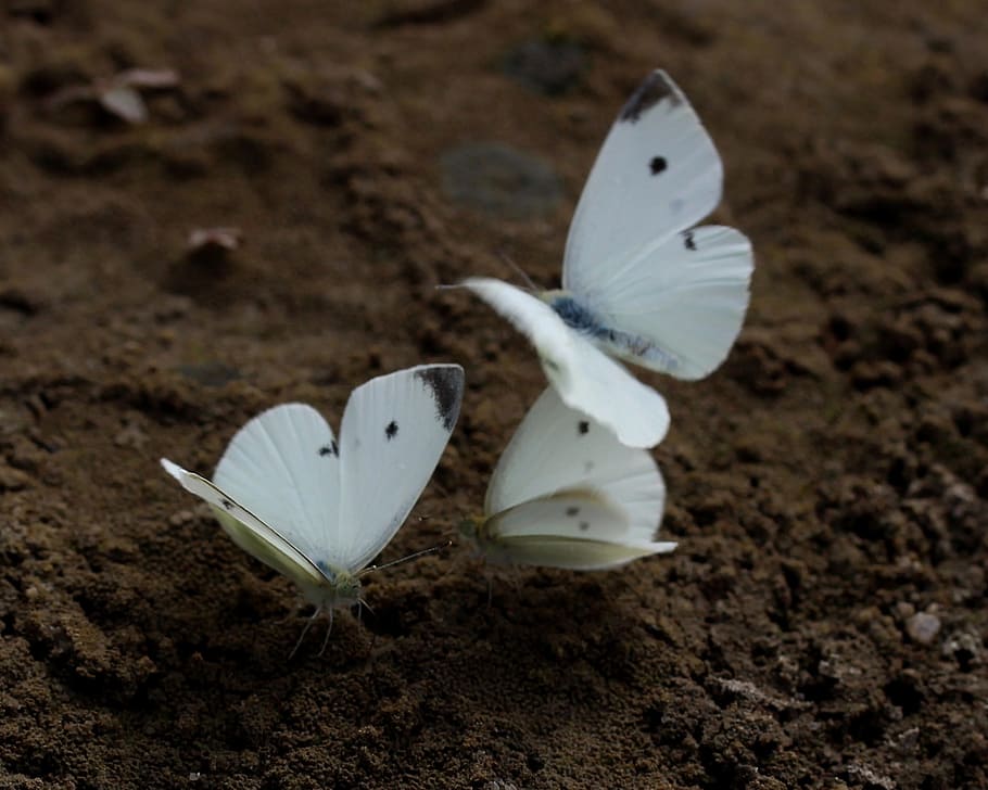 butterfly, white, roi, insecta, sand, wings, flight, close-up HD wallpaper