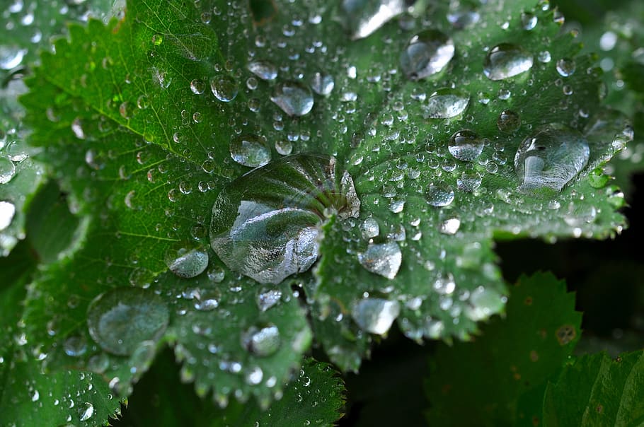 silver coat, leaf, raindrop, silbermaenteli, mountain flower HD wallpaper