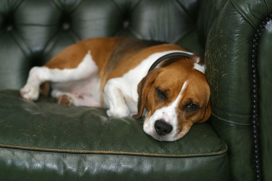 adult tricolor beagle lying on sofa, Dog, Sleeping, Puppy, resting HD wallpaper