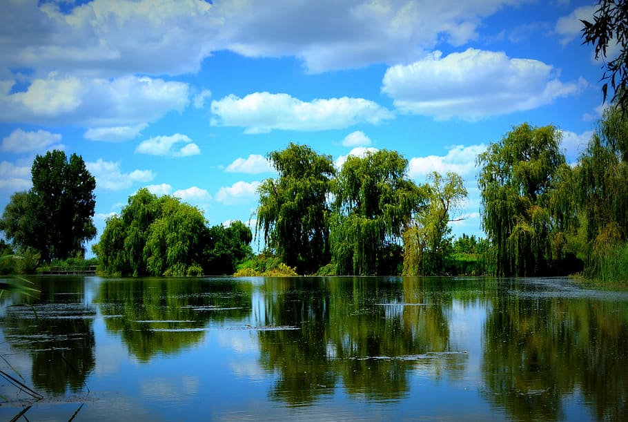 green trees photo during daytime, lake, willow, cloud, blue HD wallpaper
