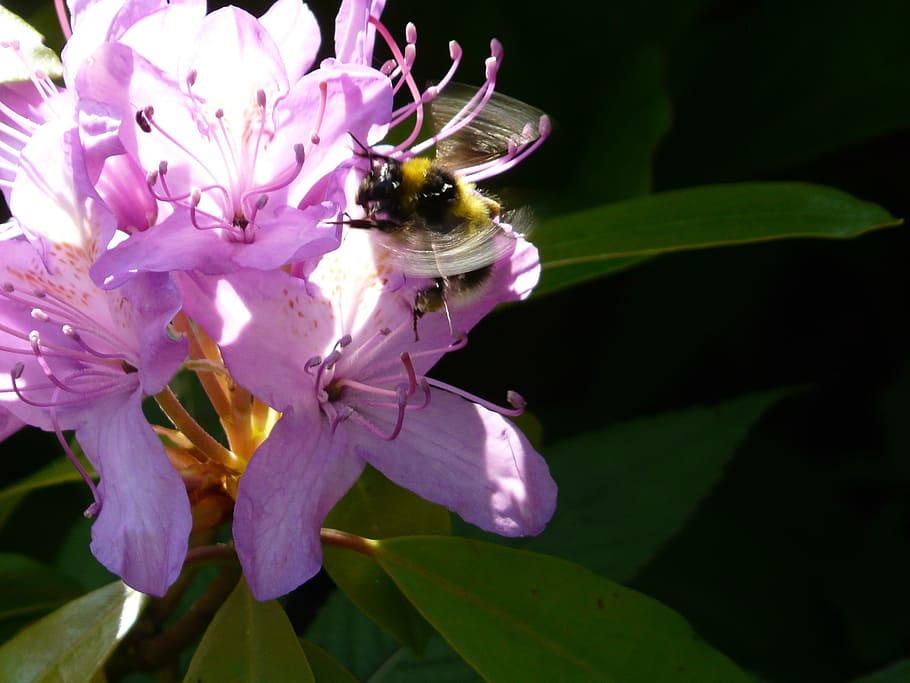 flower, bumblebee, flowering, bug, pollen, honey, purple flower HD wallpaper
