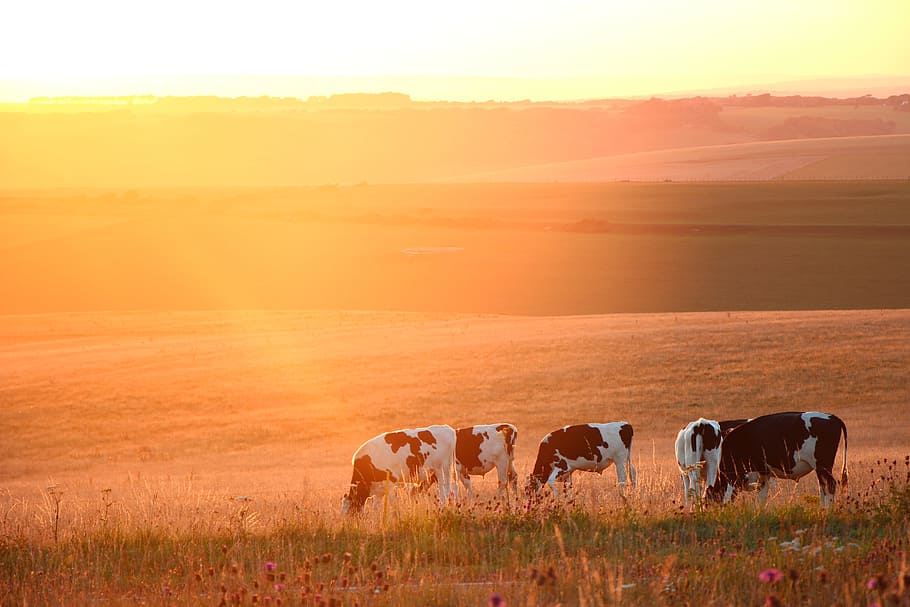 Sunset, Beechcraft, Corner, Prairie, beechcraft corner, animals in the wild HD wallpaper