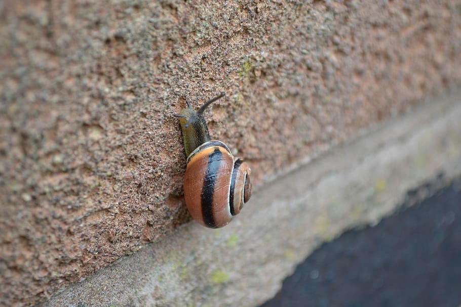 Snail, Garden, Small, Brick, Climb, nature, close-up, no people HD wallpaper