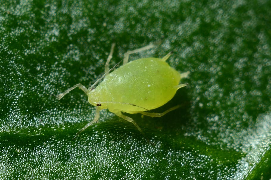 macro photography of green aphid, green aphid on green leaf, bug HD wallpaper