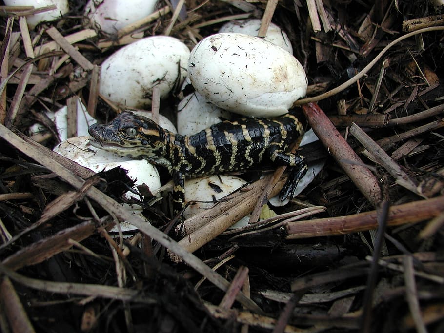 black and beige reptile on nest, baby alligator, hatched, eggs, HD wallpaper