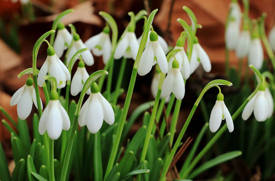 Snowdrop, Flowers, Spring, White, Nature, close, plant, early bloomer HD wallpaper