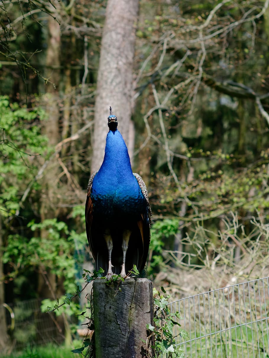 pheasant, bird, blue, poultry, species, plumage, feather, animal wildlife HD wallpaper