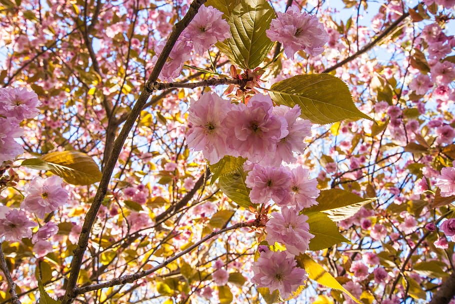 spring, flowers, sun, tree, blossom, fragility, springtime HD wallpaper