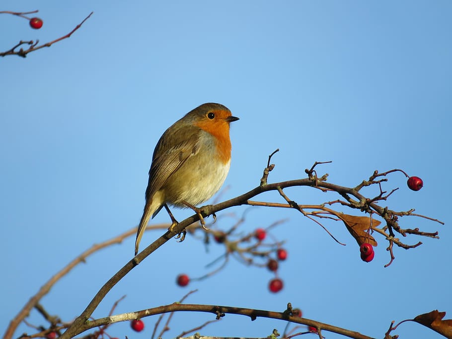 bird perched on tree branch during day, brown and red bird on tree HD wallpaper