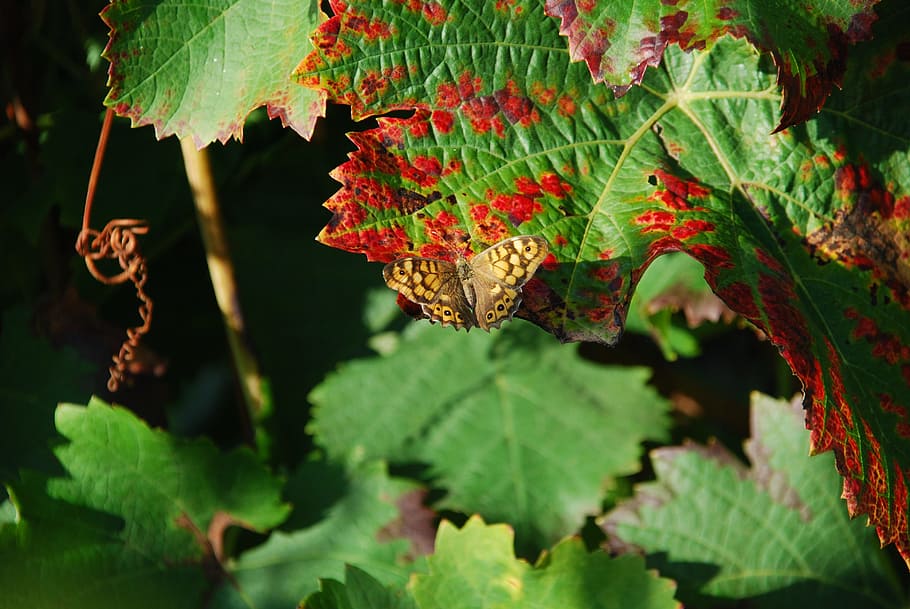 Leaf, Vine, Butterfly, Fall, Vineyard, autumn leaves, grape HD wallpaper