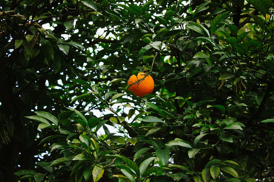 Orange on tree, nature, fruit, citrus Fruit, outdoors, ball, basketball - Ball HD wallpaper